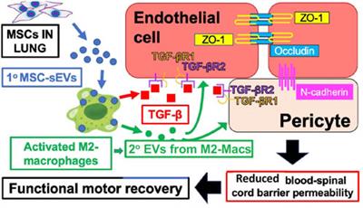 Recommendation: Treatment of clinical long COVID encephalopathies with nasal administered mesenchymal stromal cell extracellular vesicles